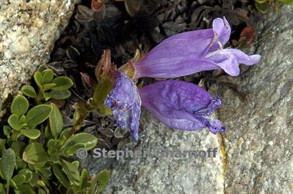 penstemon davidsonii 1 graphic